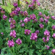 Astragalus danicus